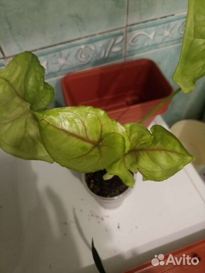 Сингониумы сортовые