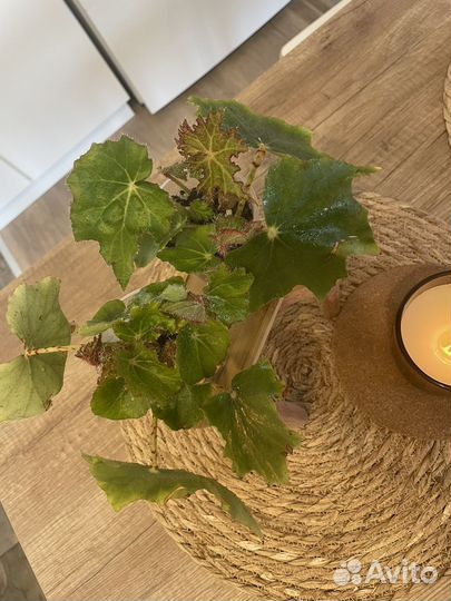 Бальзамин ванька мокрый