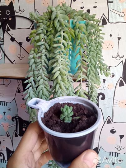 Очиток Моргана суккулент седум