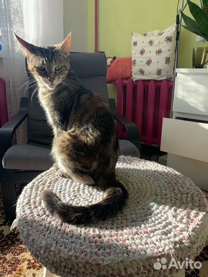 Кошечка, метис мейн-куна