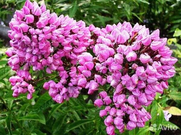 Флоксы сортовые