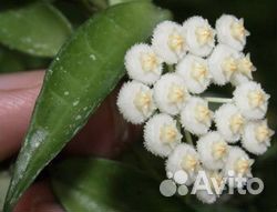 Хойи,крестовник Роули