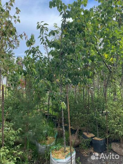 Вишня мелкопильчатая Pink Perfection (Пинк Перфек