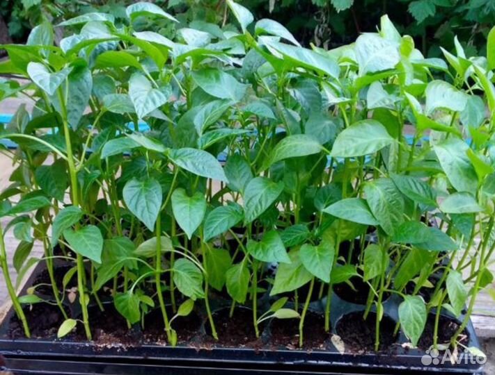 Перец халапеньо рассада