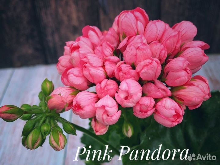 Пеларгония сортовая Pink Pandora