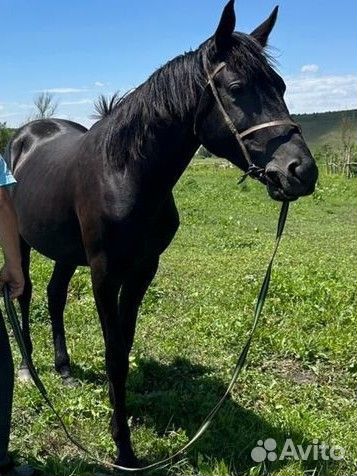 Кобыла Тракененской породы и Рысачкая