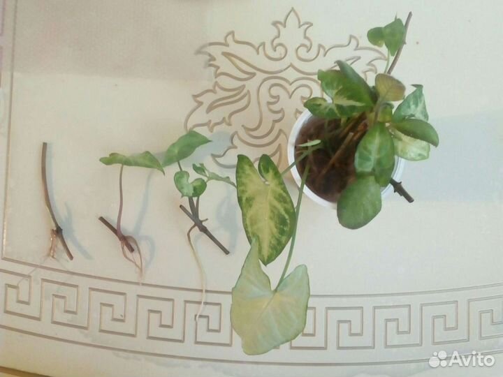 Сингониум Спир Поинт, Вайт Баттерфляй, Изумрудный