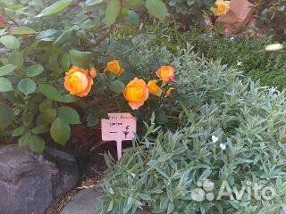 Растения для альпийской горки, рокария