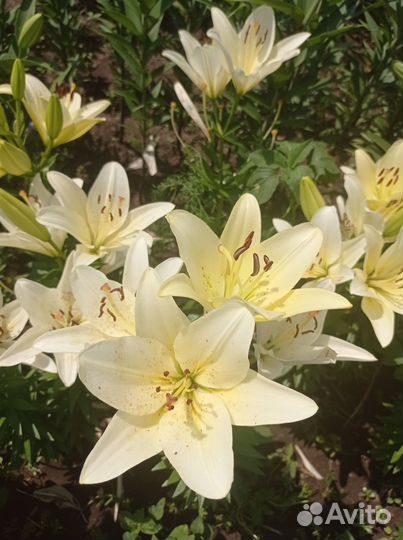 Лилии гиганты