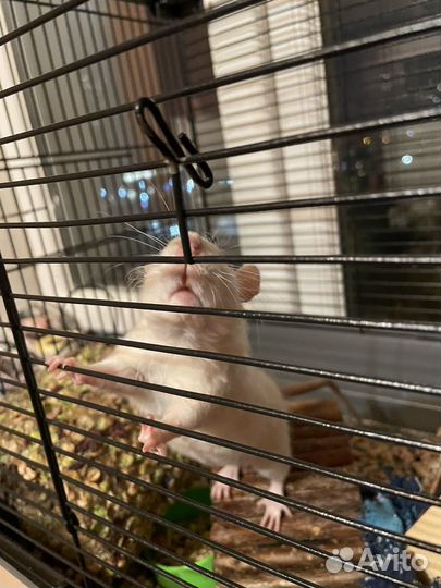 Крыса белая девочка