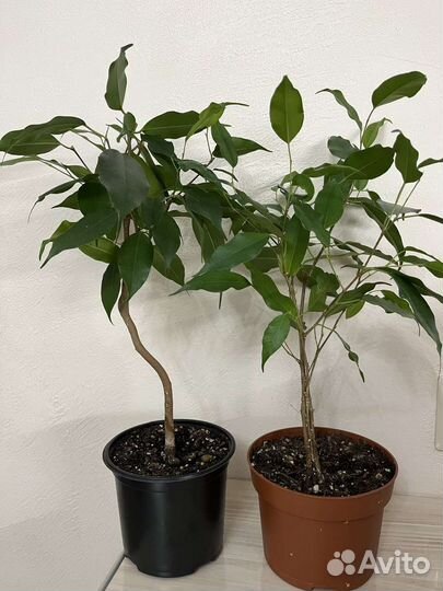 Фикус сортовые