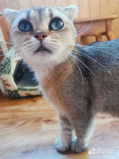 Мася ищет дом