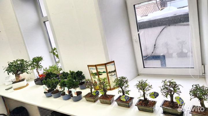 Бонсай огромный выбор