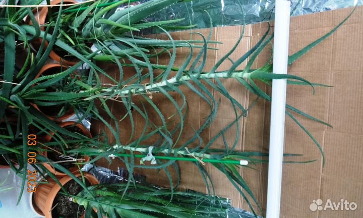 Алоэ Древовидное (Столетник) 7 лет лекарственное