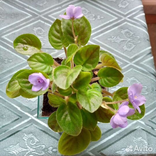 Мини фиалки