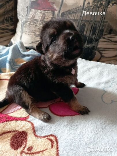 Ласковые щенки в добрые руки