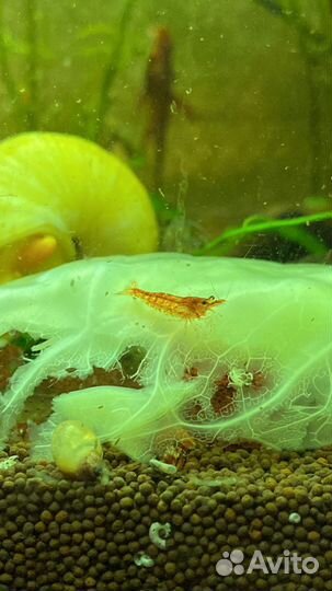 Креветка вишня неокардина