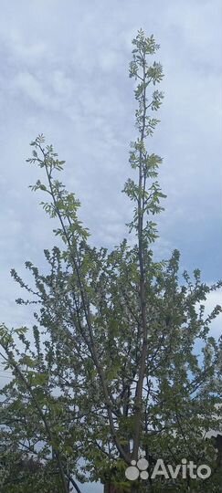 Белая акация