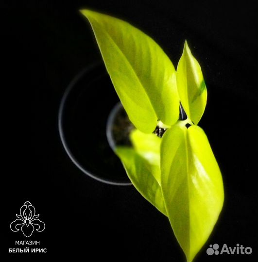 Эпипремнумы глобал грин,неон,marble apple,себу блю