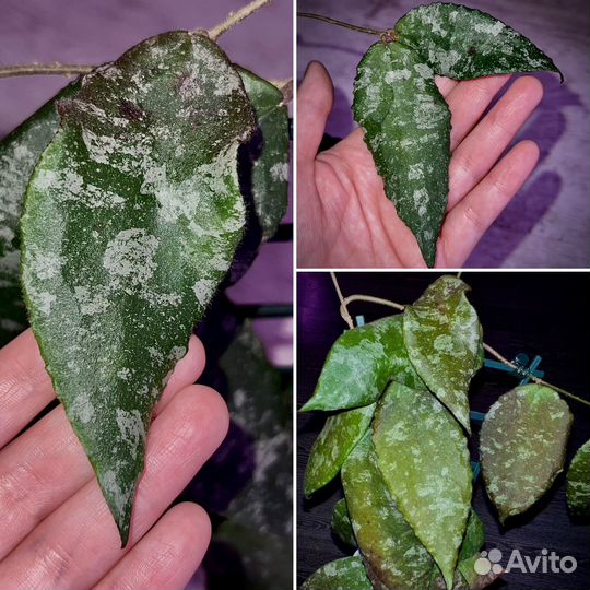 Хойя/хойи срезом