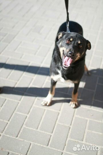 В добрые руки