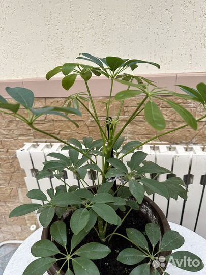 Цветок шефлера