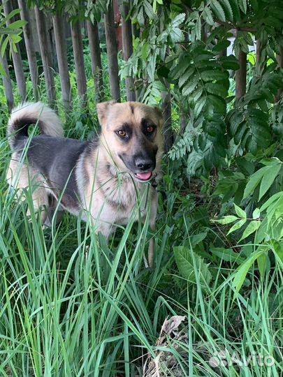 Собака в добрые руки