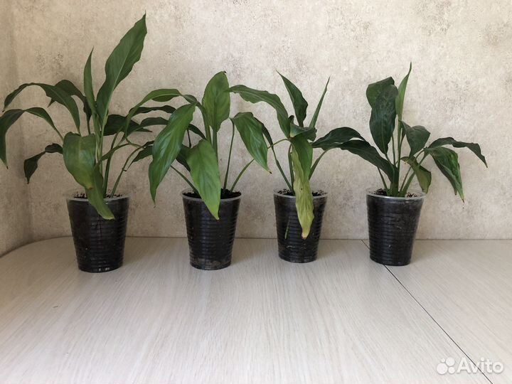 Спатифиллум. Женское счатье. Комнатные цветы