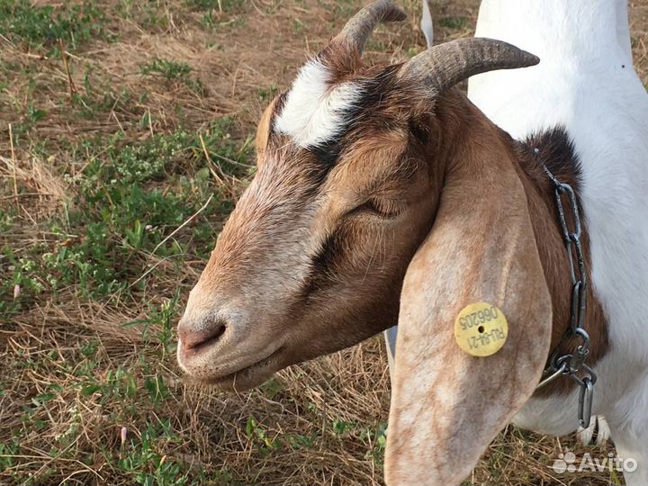 Козочка бурско- камерунская