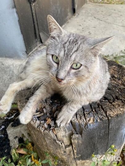 Котик