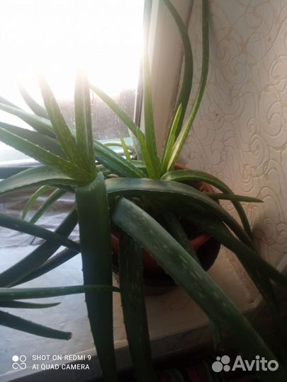 Алоэ столетник