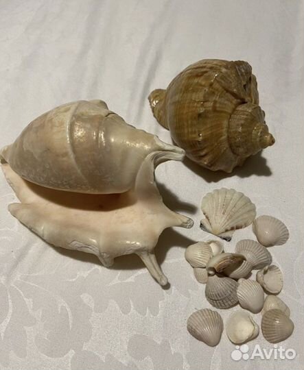 Набор ракушек