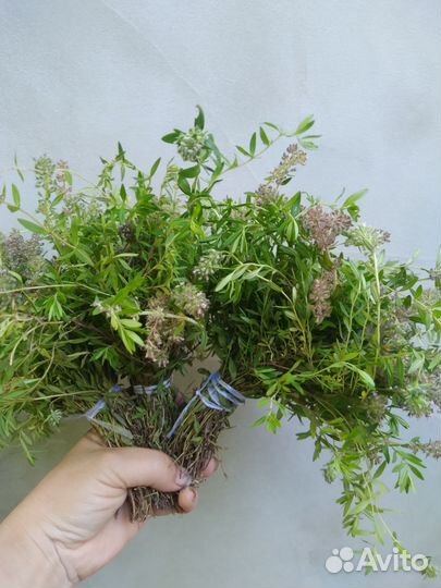 Краснодарский чабрец,урц