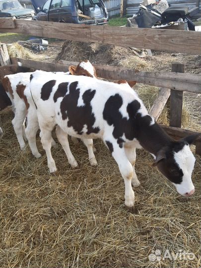 Продам телят