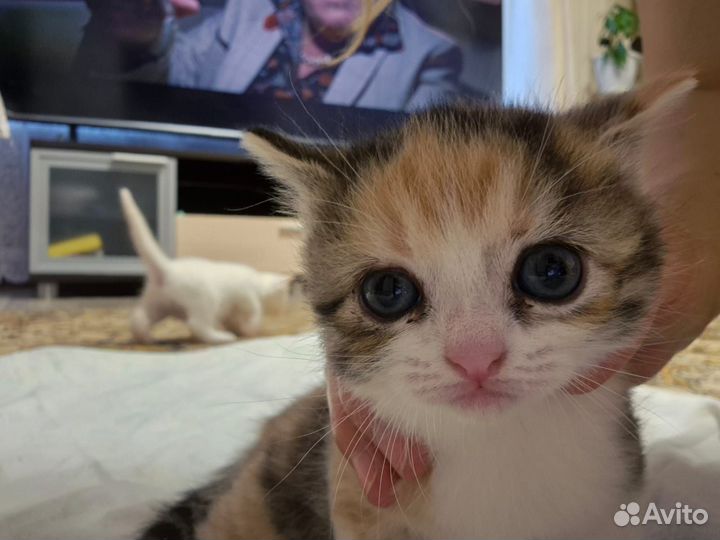 Котята в добрые руки 1 месяц