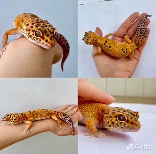 Эублефар Cross Blood с террариумом