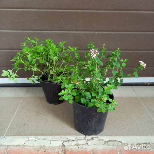 Душица (орегано) Маргарита