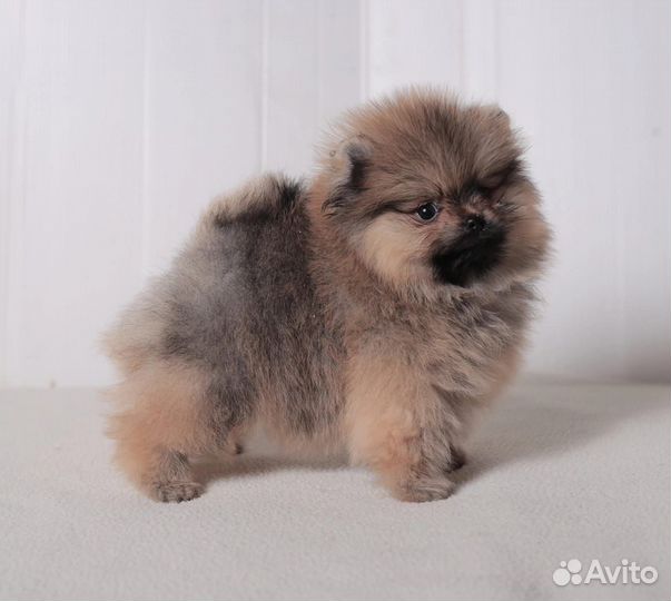 Померанский шпиц мини