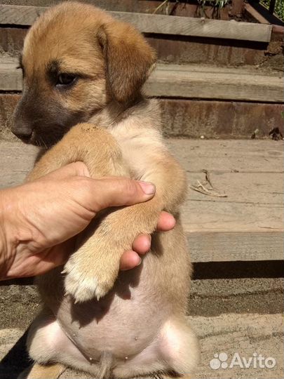 Девочка щеночек