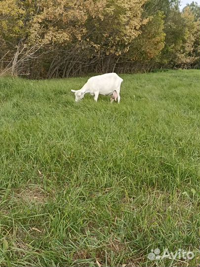 Зааненские козы