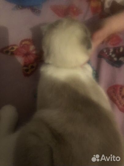 Шотландский вислоухий кот