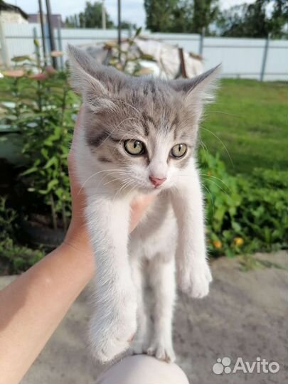 Котенок девочка 2 мес