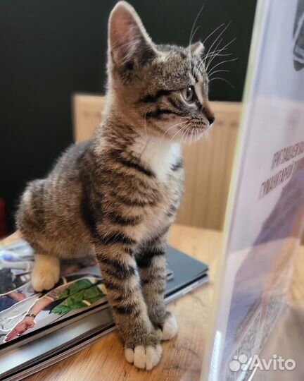 Котенок в дар