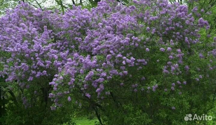 Сирень в ассортименте