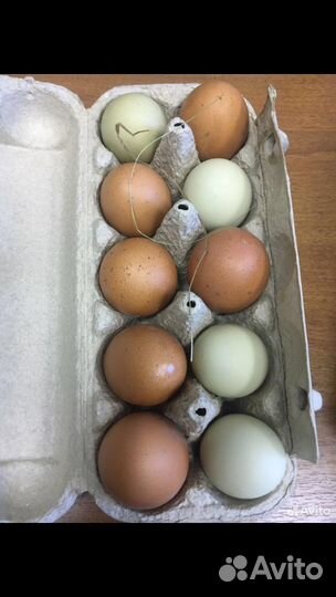 Инкубационное яйцо кур несушек