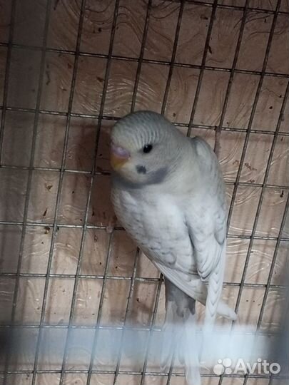 Птенцы волнистый попугай