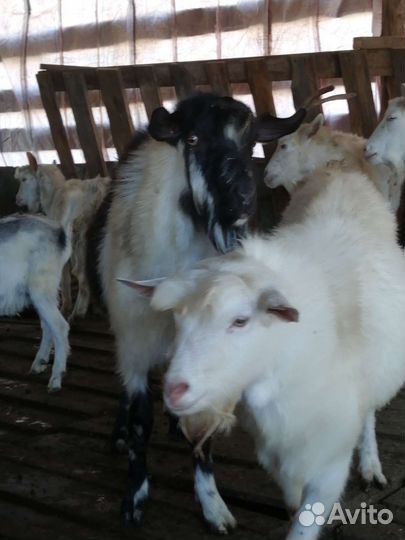 Козел зааненский