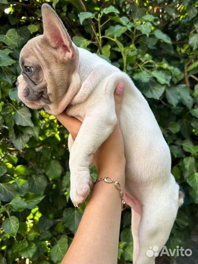 Зеленоглазый блондин