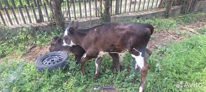 Телята бычки