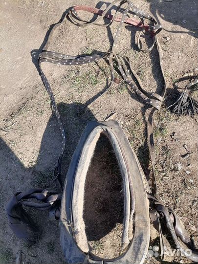 Конные сани, телега, грабли, сбруи, хомут